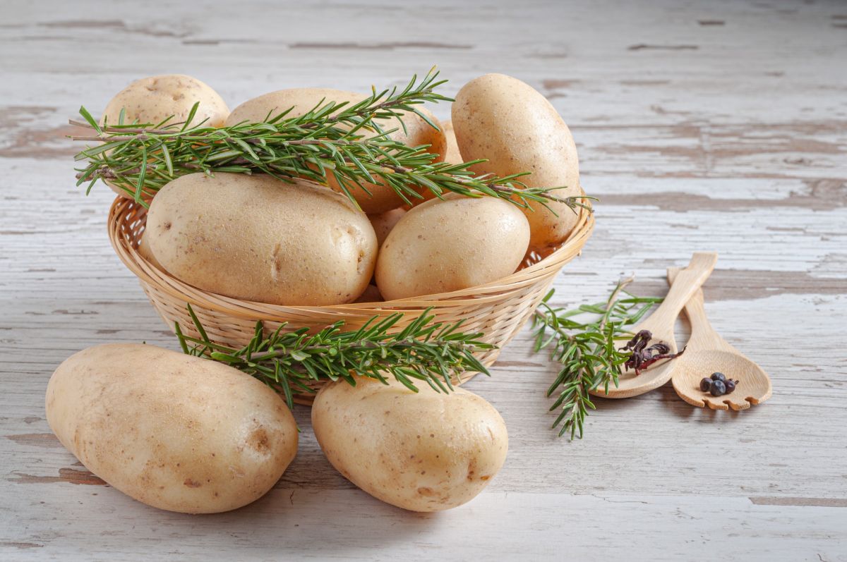 Tout sur la pomme de terre polyvalente : origine, nutriments et préparation de quenelles, frites et bien plus encore.