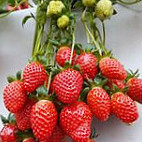 Méi Pǔ Xiū Xián Nóng Yuán Nourriture