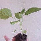 Komjatické Chilli À l'intérieur