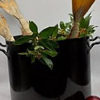 Gostilna Sivi Čaven Nourriture