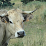 Hotel-Restaurant Del Faou inside