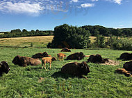 Ditlevsdal Bisonfarm outside