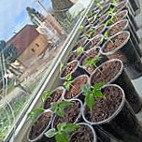 Komjatické Chilli Nourriture