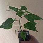 Komjatické Chilli Nourriture