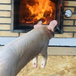 Le Barcelos Nourriture