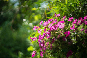 คิชฌกูฏโฮมสเตย์ริมธาร Nourriture