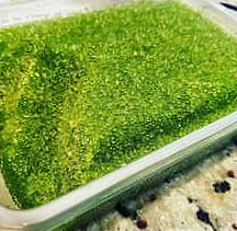 กุ้งเสวย