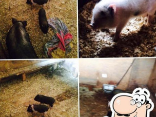 Hamalot Mini Pigs