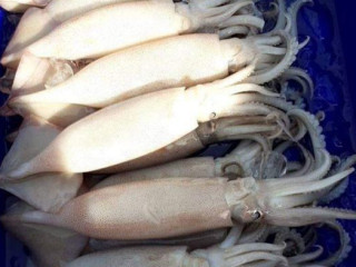 ห้องเย็น ส ทรัพย์สมุทร ชัยภูมิ