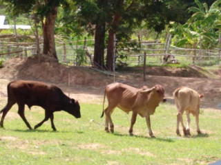 ทุ่งนาทองฟาร์มชัยภูมิ