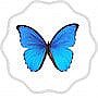 Le Papillon Bleu De Port Giraud