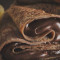 Crepes In Milk Chocolate Ganache