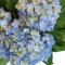 Debi Lilly Hydrangea Bunch (Blue) (3 Stems)