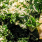 Kale Caesar (Small)