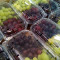 Pp Mixed Grapes