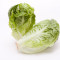 Pp Gem Lettuce