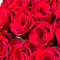 Premium Long Stem Dozen Roses (Red)