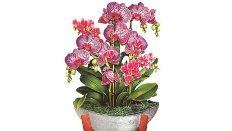 Paper Bouquet Orchid Oasis