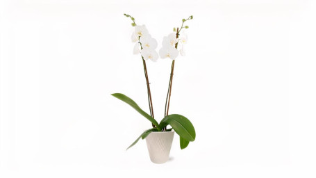 Plante D'orchidée À Fleurs Vivantes En 5 Plante D'orchidée À Fleurs Vivantes En 5