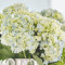 Hydrangea Arrangement