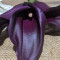 Mini Calla Lily