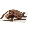 Biscuit brownie <intraduisible>[140.0 Cal]</untraduisible>