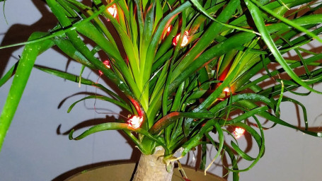 Large Ponytail Palm