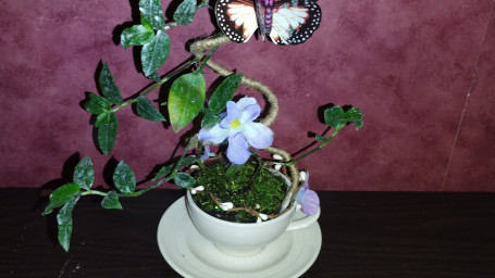 Vintage Teacup Planter