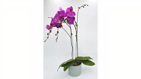 Plante D'orchidée