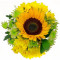 Sunflower Bunch (5 Stems)