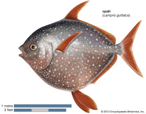 Poisson
