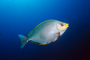 Poisson