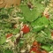 Salade De Roquette