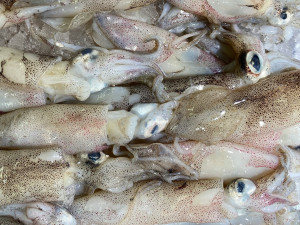 Calamars