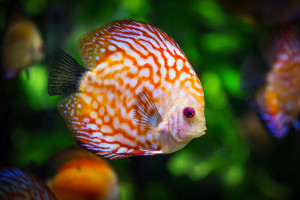 Poisson Et Frites