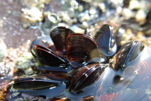 Moules
