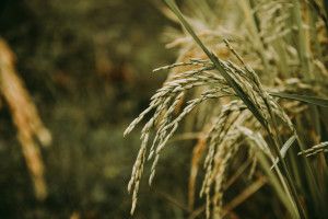 Riz