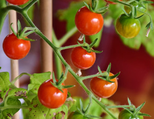 Sauce Tomate