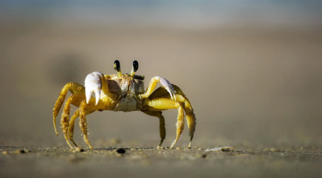 Crabe Linguini Alfredo