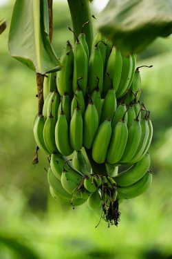 Banane Myrtille