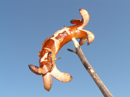 Pâte De Saucisse