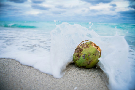 Rafraîchissements À La Noix De Coco Dunkin