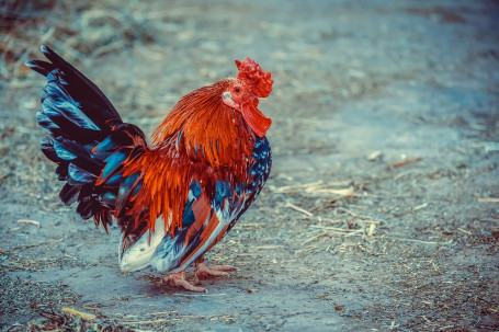 Côté De Poulet