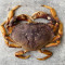 Crabe De Dungeness