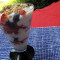 Parfait Aux Fraises Et Myrtilles Avec Yaourt