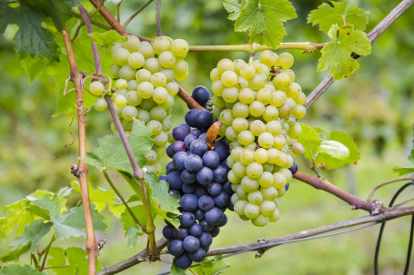 Ecco Domani Pinot Grigio