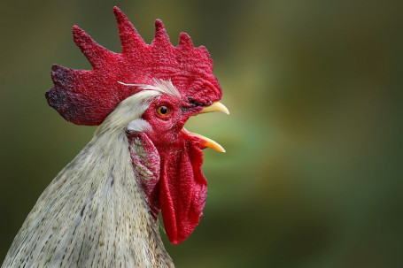 Croquettes De Poulet