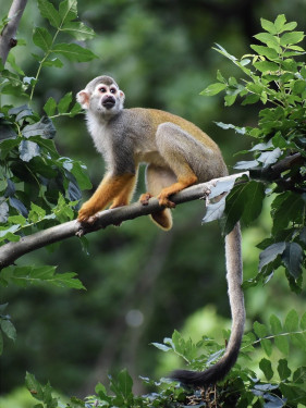 Pain Aux Singes Italien