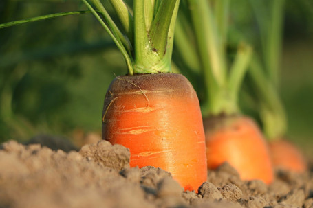 Toutes Les Carottes