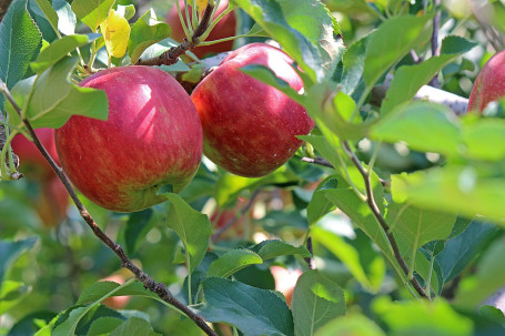 Jus De Pomme Verte